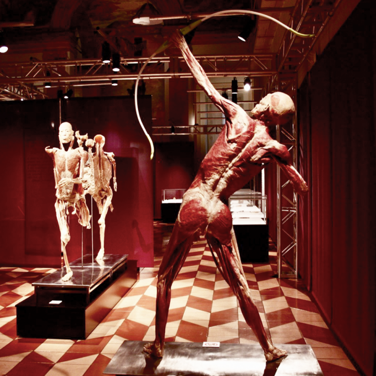 Real Bodies Exhibition